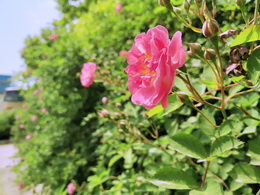 得潤(rùn)的薔薇花又開了